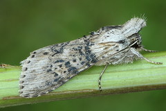 Cucullia absinthii