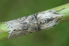Cucullia absinthii