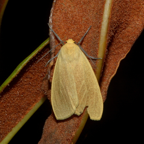Pareuchaetes aurata Butler, 1875