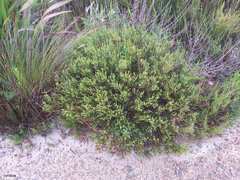 Diosma oppositifolia