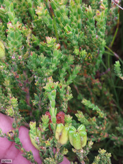 Diosma oppositifolia