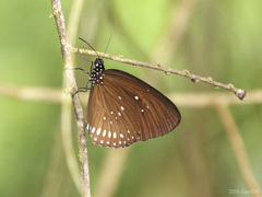 Euploea modesta modesta