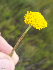 Helichrysum cymosum