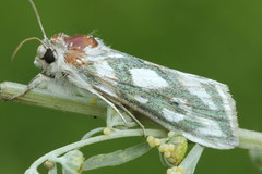 Cucullia argentea