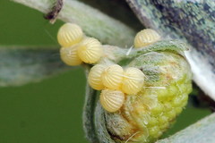 Cucullia argentea
