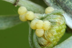 Cucullia argentea
