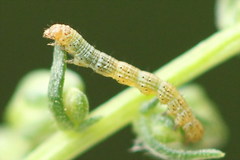 Cucullia argentea