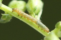 Cucullia argentea