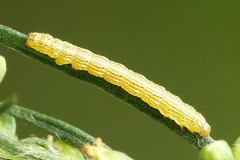 Cucullia argentea