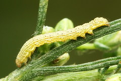 Cucullia argentea