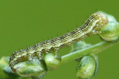 Cucullia argentea