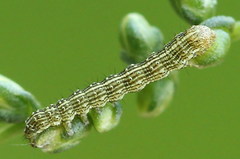 Cucullia argentea