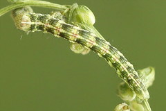 Cucullia argentea