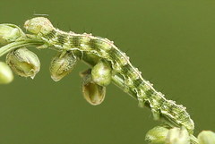Cucullia argentea