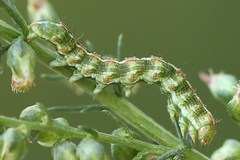 Cucullia argentea