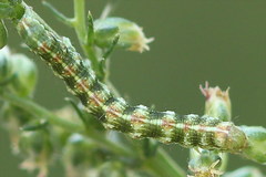 Cucullia argentea