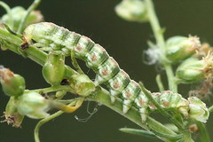 Cucullia argentea