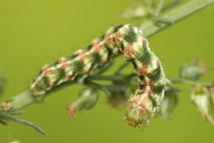 Cucullia argentea