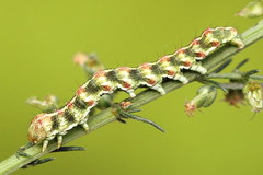 Cucullia argentea