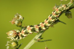 Cucullia argentea