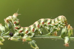 Cucullia argentea