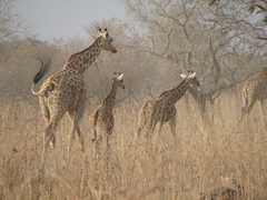 Giraffa camelopardalis antiquorum