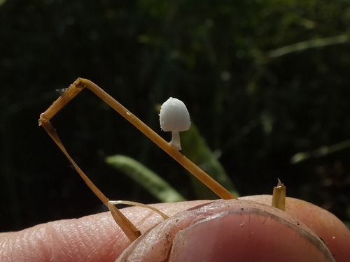Coprinopsis urticicola image
