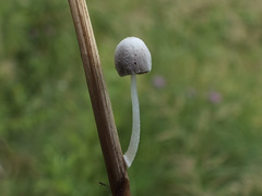 Coprinopsis urticicola image