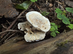 Calcipostia guttulata