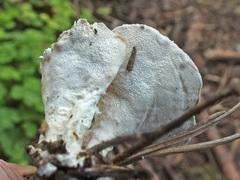 Calcipostia guttulata