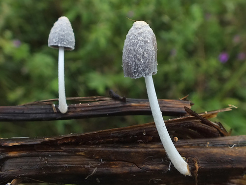 Coprinopsis urticicola image