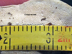 Calcipostia guttulata