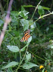 Eresia phillyra phillyra