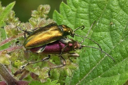jewel reed beetle