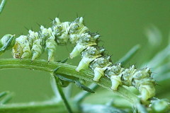 Cucullia artemisiae