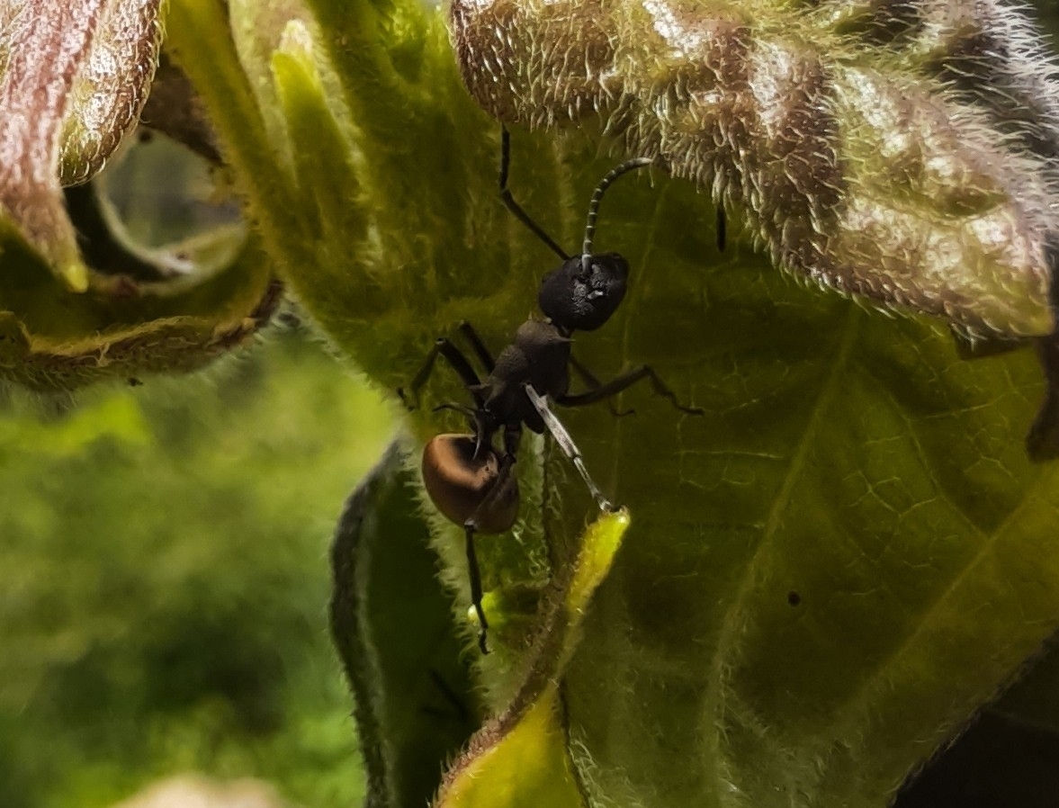 Polyrhachis rupicapra