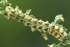 Cucullia artemisiae