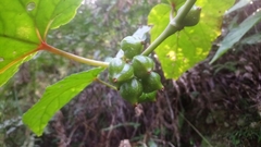 Begonia longifolia