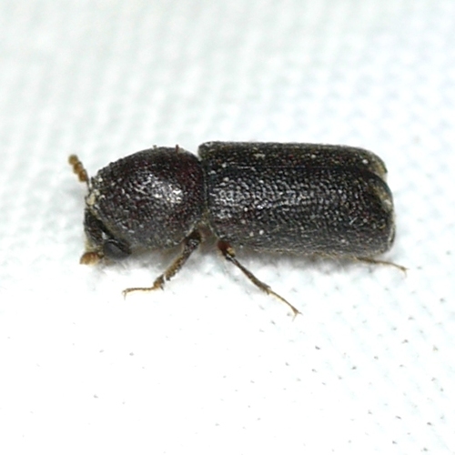 Prostephanus punctatus
