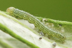 Cucullia fraudatrix