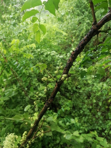 Phyllanthus acidus