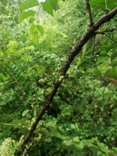 Phyllanthus acidus