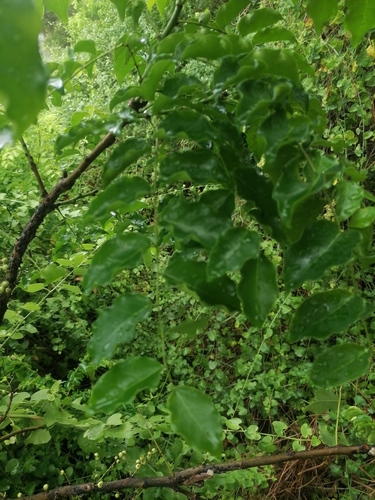 Phyllanthus acidus