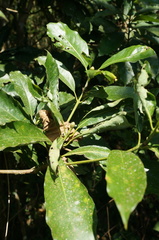 Machilus