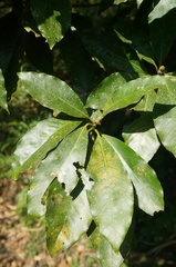 Machilus
