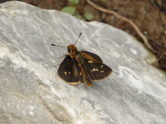 Taractrocera ardonia