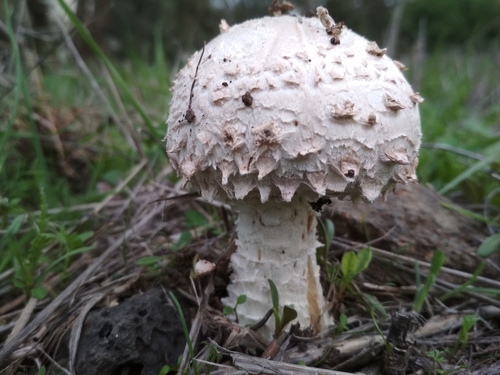 Saproamanita vittadinii image