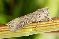 Cucullia lindei