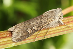 Cucullia lindei