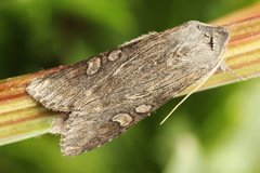 Cucullia lindei